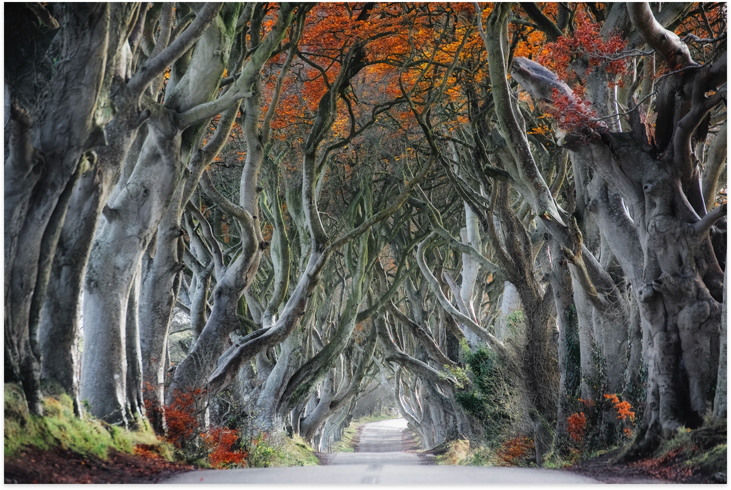 Dark Hedges